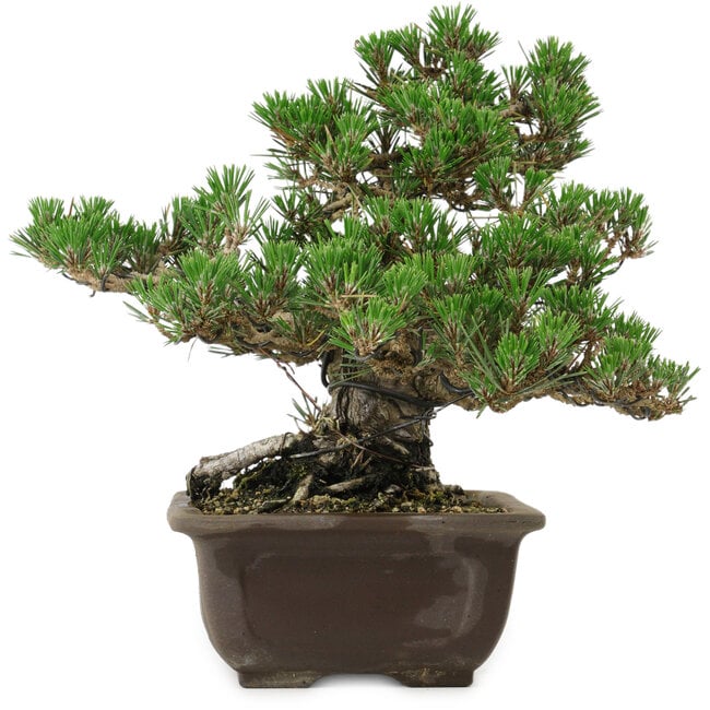 Pinus thunbergii Kotobuki, 24 cm, ± 30 ans, avec un nebari de 4,5 cm