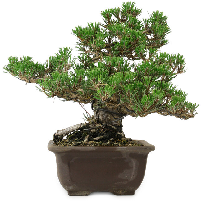 Pinus thunbergii Kotobuki, 24 cm, ± 30 jaar oud, met een nebari van 4,5 cm