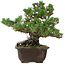 Pinus thunbergii Kotobuki, 24 cm, ± 30 años, con un nebari de 4,5 cm.