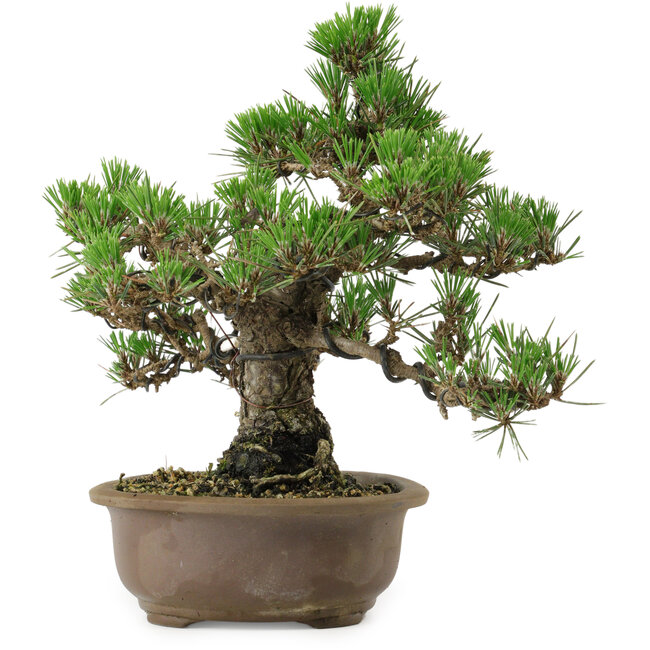 Pinus thunbergii Kotobuki, 26 cm, ± 30 años, con un nebari de 4,5 cm.