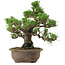 Pinus thunbergii Kotobuki, 26 cm, ca. 30 Jahre alt, mit einem Wurzelansatz von 4,5 cm