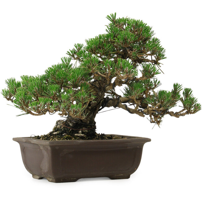 Pinus thunbergii Kotobuki, 24 cm, ± 30 anni, con nebari di 4,5 cm