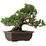 Pinus thunbergii Kotobuki, 24 cm, ± 30 anni, con nebari di 4,5 cm