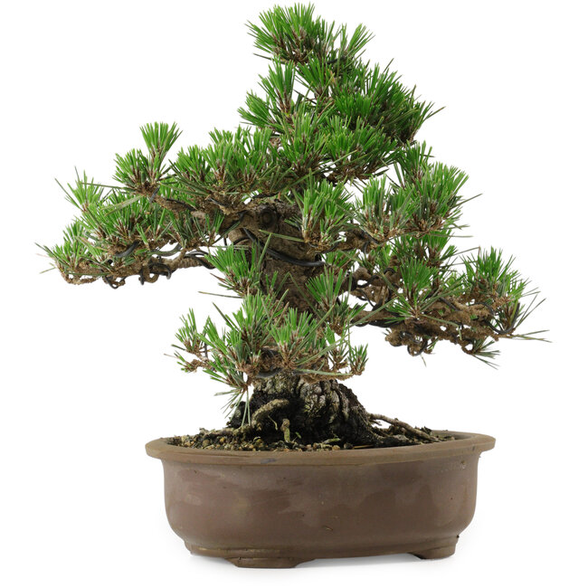Pinus thunbergii Kotobuki, 26 cm, ± 30 anni, con nebari di 4,5 cm