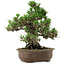 Pinus thunbergii Kotobuki, 26 cm, ± 30 anni, con nebari di 4,5 cm