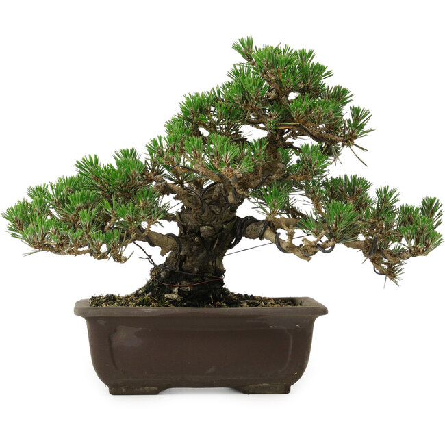 Pinus thunbergii Kotobuki, 24 cm, ± 30 anni, con nebari di 4,5 cm