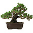 Pinus thunbergii Kotobuki, 24 cm, ± 30 años, con un nebari de 4,5 cm.