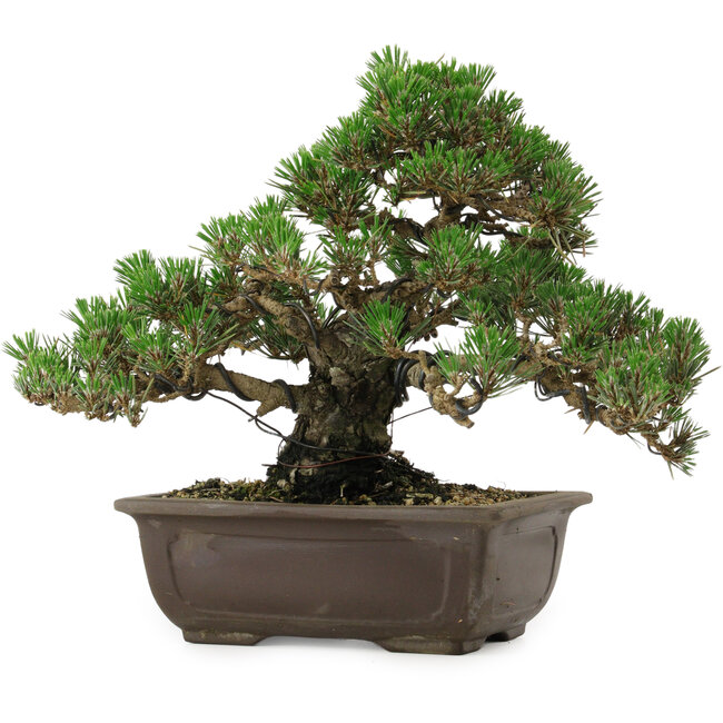 Pinus thunbergii Kotobuki, 24 cm, ca. 30 Jahre alt, mit einem Wurzelansatz von 4,5 cm