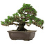 Pinus thunbergii Kotobuki, 24 cm, ± 30 anni, con nebari di 4,5 cm