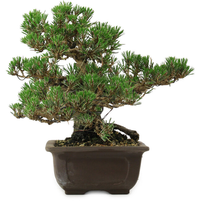 Pinus thunbergii Kotobuki, 24 cm, ± 30 ans, avec un nebari de 4,5 cm