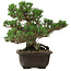 Pinus thunbergii Kotobuki, 24 cm, ± 30 jaar oud, met een nebari van 4,5 cm