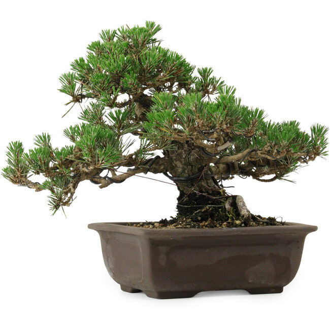 Pinus thunbergii Kotobuki, 24 cm, ± 30 years old, with a nebari of 4,5 cm
