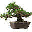 Pinus thunbergii Kotobuki, 24 cm, ± 30 jaar oud, met een nebari van 4,5 cm