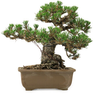 Pinus thunbergii Kotobuki, 24,5 cm, ± 30 anni