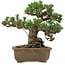 Pinus thunbergii Kotobuki, 24,5 cm, ± 30 años, con un nebari de 4,5 cm.