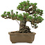 Pinus thunbergii Kotobuki, 24,5 cm, ± 30 Jahre alt, mit einem Wurzelansatz von 4,5 cm