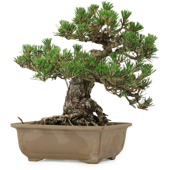 Pinus thunbergii Kotobuki, 24,5 cm, ± 30 ans, avec un nebari de 4,5 cm