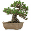 Pinus thunbergii Kotobuki, 24,5 cm, ± 30 jaar oud, met een nebari van 4,5 cm