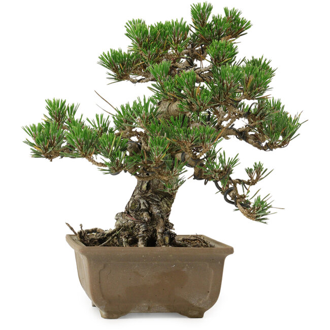 Pinus thunbergii Kotobuki, 24,5 cm, ± 30 years old, with a nebari of 4,5 cm