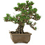 Pinus thunbergii Kotobuki, 24,5 cm, ± 30 años, con un nebari de 4,5 cm.