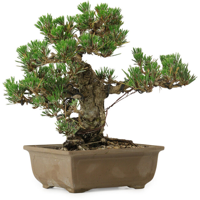 Pinus thunbergii Kotobuki, 24,5 cm, ± 30 anni, con nebari di 4,5 cm