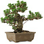 Pinus thunbergii Kotobuki, 24,5 cm, ± 30 Jahre alt, mit einem Wurzelansatz von 4,5 cm