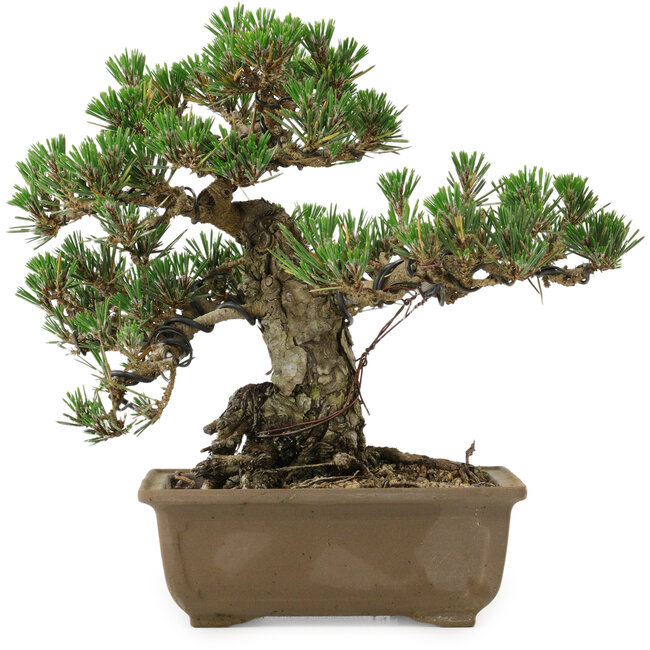 Pinus thunbergii Kotobuki, 24,5 cm, ± 30 Jahre alt, mit einem Wurzelansatz von 4,5 cm