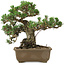 Pinus thunbergii Kotobuki, 24,5 cm, ± 30 Jahre alt, mit einem Wurzelansatz von 4,5 cm