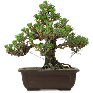 Pinus thunbergii Kotobuki, 26,5 cm, ± 30 años