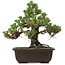 Pinus thunbergii Kotobuki, 26,5 cm, ± 30 Jahre alt, mit einem Wurzelansatz von 4,5 cm