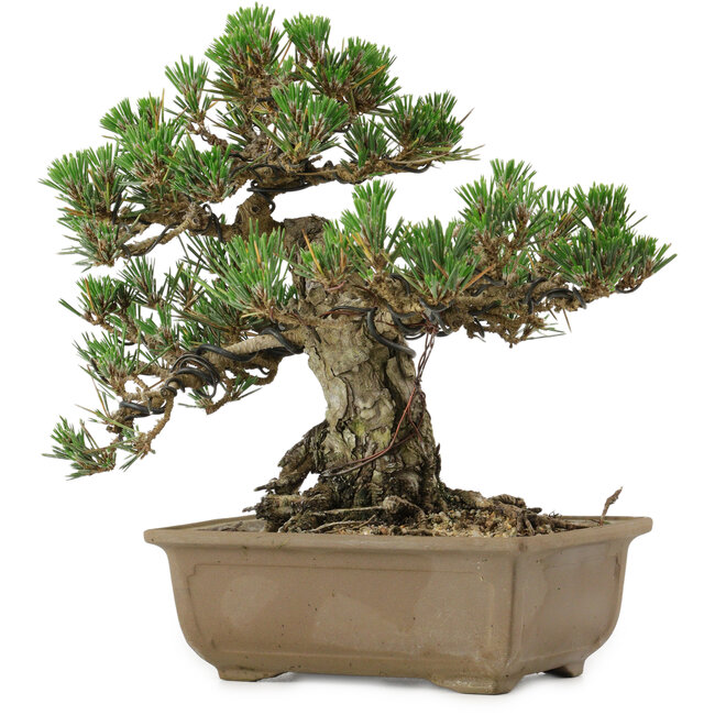 Pinus thunbergii Kotobuki, 24,5 cm, ± 30 jaar oud, met een nebari van 4,5 cm
