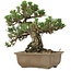 Pinus thunbergii Kotobuki, 24,5 cm, ± 30 años, con un nebari de 4,5 cm.