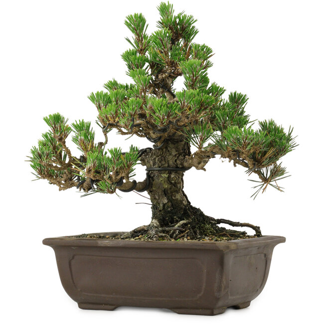 Pinus thunbergii Kotobuki, 26,5 cm, ± 30 anni, con nebari di 4,5 cm