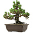 Pinus thunbergii Kotobuki, 26,5 cm, ± 30 anni, con nebari di 4,5 cm
