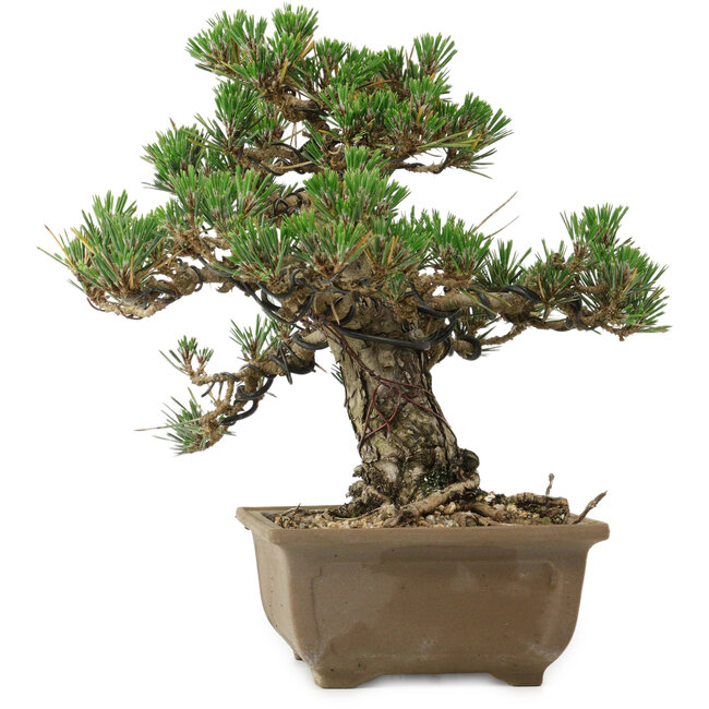 Pinus thunbergii Kotobuki, 24,5 cm, ± 30 Jahre alt, mit einem Wurzelansatz von 4,5 cm