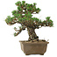 Pinus thunbergii Kotobuki, 24,5 cm, ± 30 jaar oud, met een nebari van 4,5 cm