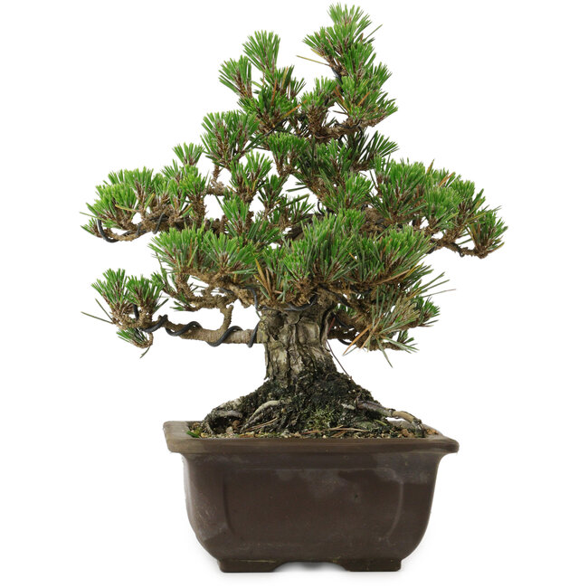 Pinus thunbergii Kotobuki, 26,5 cm, ± 30 anni, con nebari di 4,5 cm