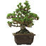 Pinus thunbergii Kotobuki, 26,5 cm, ± 30 jaar oud, met een nebari van 4,5 cm