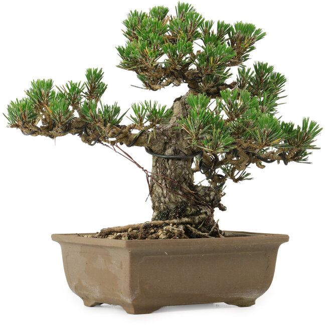 Pinus thunbergii Kotobuki, 24,5 cm, ± 30 años, con un nebari de 4,5 cm.