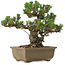 Pinus thunbergii Kotobuki, 24,5 cm, ± 30 años, con un nebari de 4,5 cm.