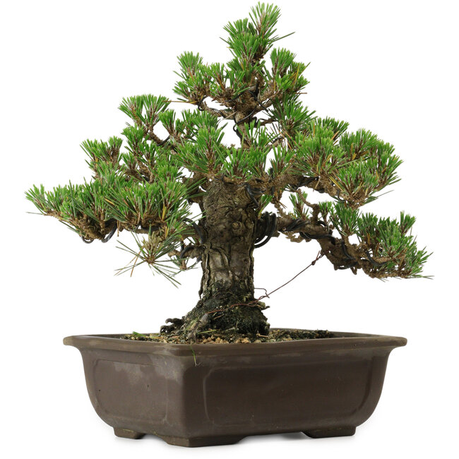 Pinus thunbergii Kotobuki, 26,5 cm, ± 30 años, con un nebari de 4,5 cm.