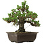 Pinus thunbergii Kotobuki, 26,5 cm, ± 30 anni, con nebari di 4,5 cm