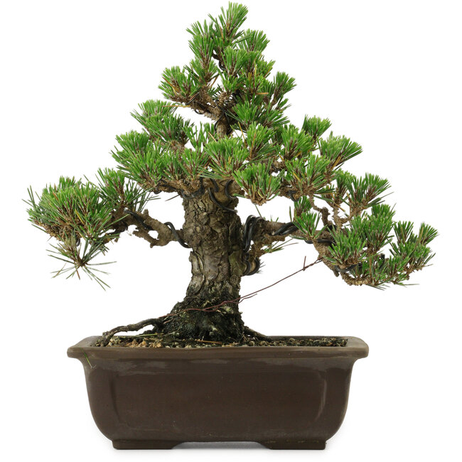 Pinus thunbergii Kotobuki, 26,5 cm, ± 30 ans, avec un nebari de 4,5 cm