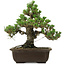 Pinus thunbergii Kotobuki, 26,5 cm, ± 30 years old, with a nebari of 4,5 cm