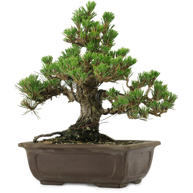 Pinus thunbergii Kotobuki, 26,5 cm, ± 30 anni, con nebari di 4,5 cm