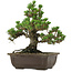 Pinus thunbergii Kotobuki, 26,5 cm, ± 30 anni, con nebari di 4,5 cm