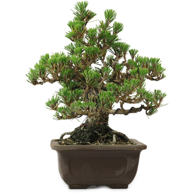 Pinus thunbergii Kotobuki, 26,5 cm, ± 30 Jahre alt, mit einem Wurzelansatz von 4,5 cm