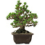 Pinus thunbergii Kotobuki, 26,5 cm, ± 30 años, con un nebari de 4,5 cm.
