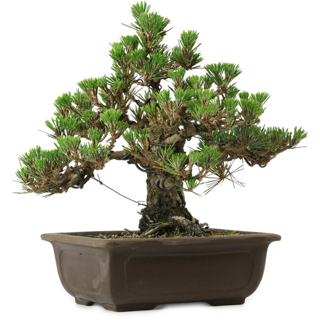 Pinus thunbergii Kotobuki, 26,5 cm, ± 30 anni, con nebari di 4,5 cm