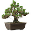 Pinus thunbergii Kotobuki, 26,5 cm, ± 30 anni, con nebari di 4,5 cm